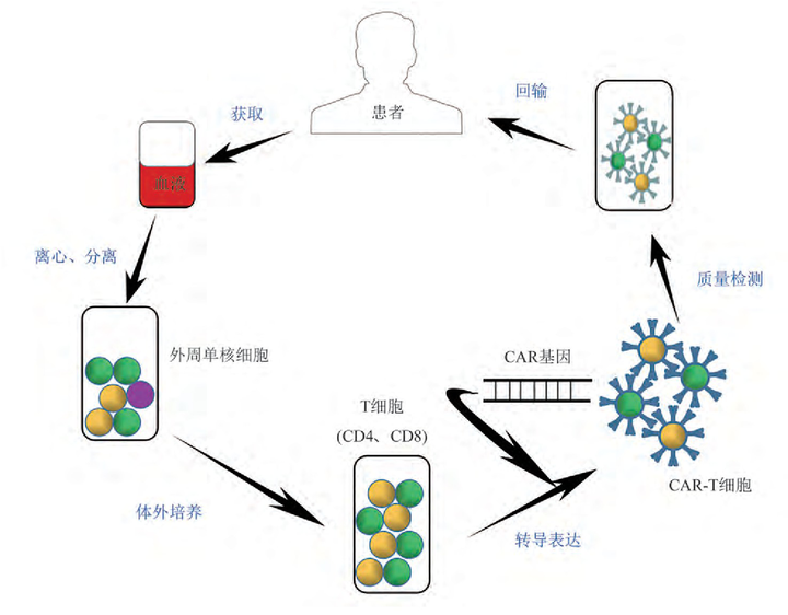 cart细胞联合溶瘤病毒治疗实体肿瘤武科大团队研发治肿瘤新技术